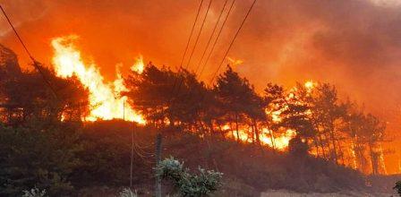 Tunisie – Siliana : Un feu de forêt dévaste le Jebal Al Bayadh