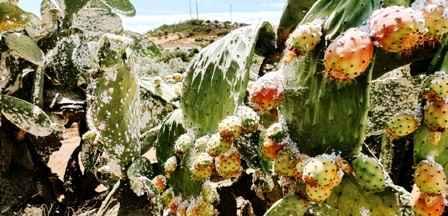 Tunisie – La cochenille des figuiers de barbarie frappe à Rouhia