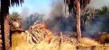 Tunisie – Un incendie ravage la palmeraie de Hamma El Jerid