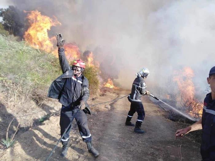 Feux de forêts en Algérie : Des incendies embrasent 22 wilayas ce 1er août