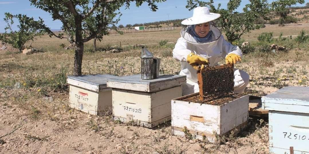 L’apiculture en Tunisie : un fort potentiel encore sous-exploité