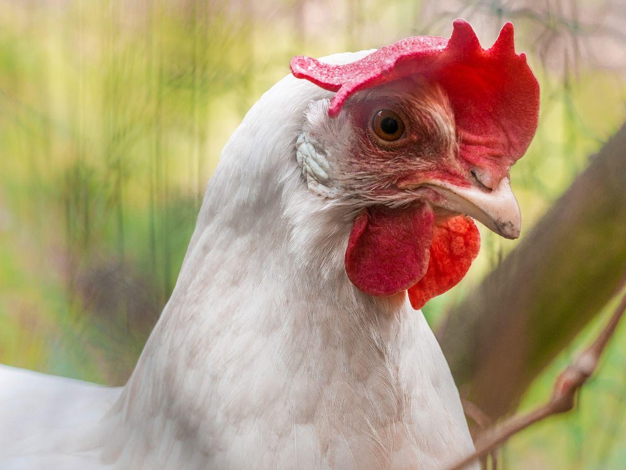 Nabeul : Arrestation du propriétaire d’un abattoir illégal et saisie de 3,4 tonnes de viande...