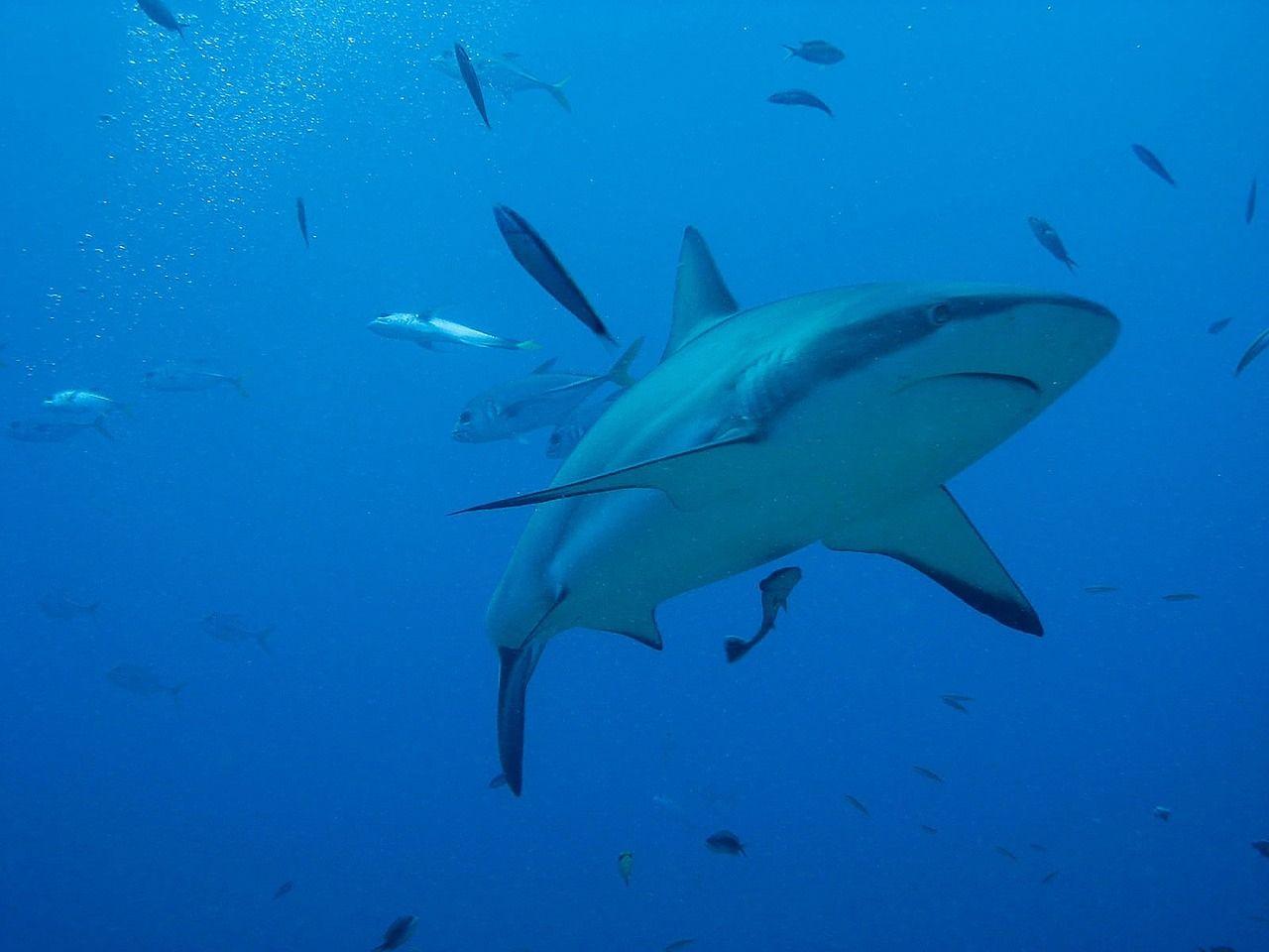 Top 10 des plages où le risque d’attaque de requins est le plus élevé