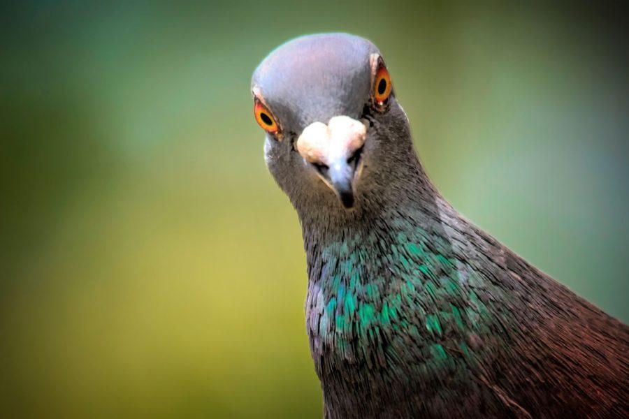 Astuces pour éloigner les pigeons de votre jardin/terrasse/balcon