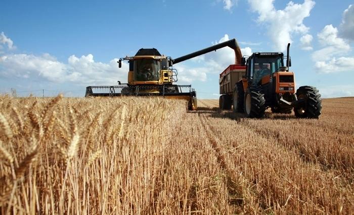 La Tunisie voit grand, dopée par les fortes pluies : 1,173 million hectares de blé