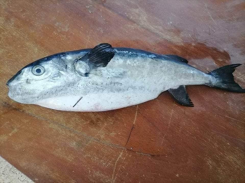 Attention Danger : Invasion du poisson lapin sur les côtes Tunisiennes