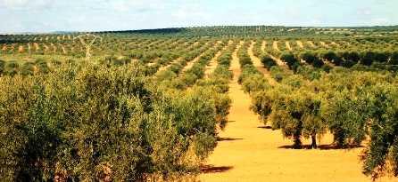 Tunisie – Saïed en visite inopinée à la ferme étatique Chaâl à Sfax