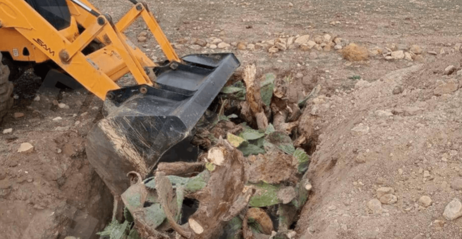 Siliana: Découverte d’un foyer de cochenille du cactus