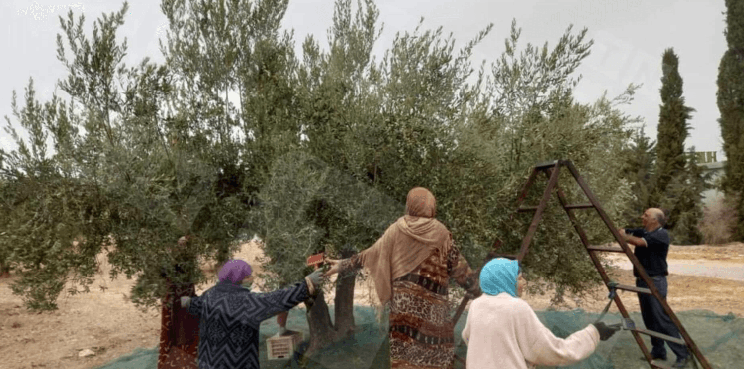 Béja: Démarrage de la cueillette des olives