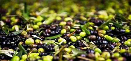 Tunisie – Mécontentement des agriculteurs à cause des vols répétés des récoltes d’olives