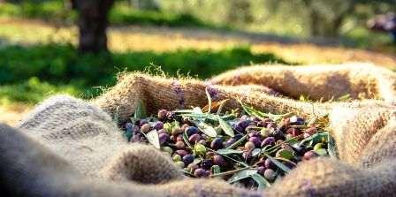 Tunisie – Kasserine : Amélioration de 20% de la récolte d’olives