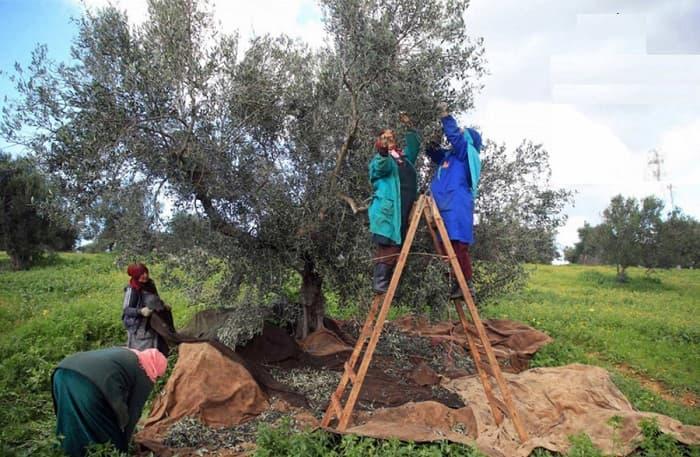 Publication au JORT du Décret-loi relatif à la protection sociale des ouvrières agricoles