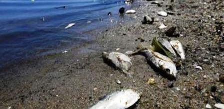 Tunisie – Djerba : Mortalité anormale de certains poissons sur la plage de Guellala