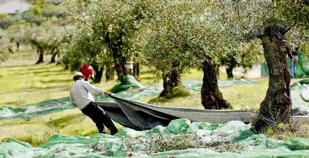 Kasserine : La production d’olives atteint des sommets