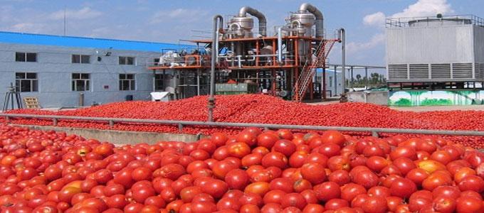 Kasserine : Le champion de la tomate aura une excellente récolte en 2024