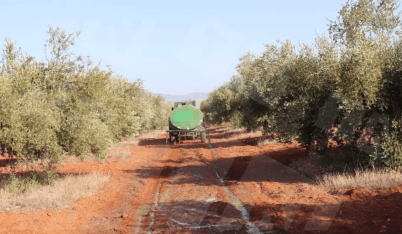 Jendouba: Démarrage de la cueillette des olives