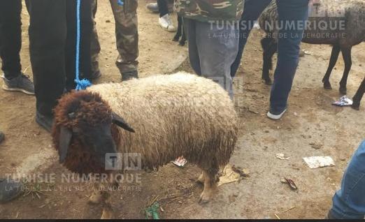 Forte demande et prix en baisse : l’Aïd se prépare déjà à Béja (Photos)
