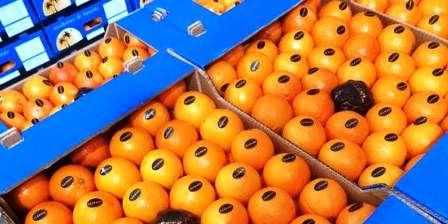 Tunisie – Augmentation de 46% en quantité des exportations d’agrumes
