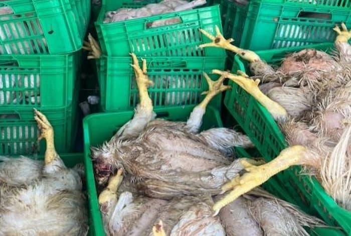 Béja : 19 millions de dinars en jeu, la forêt au cœur du développement agricole...