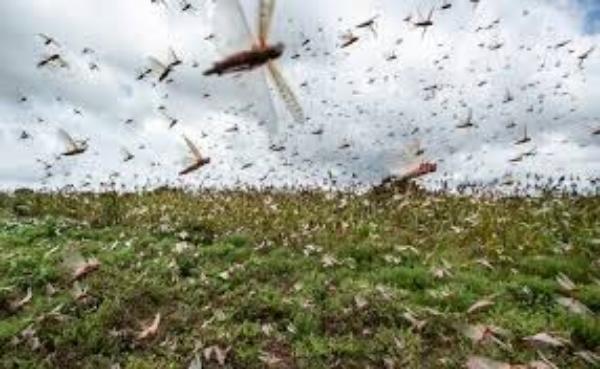 Tataouine : pulvérisation de 3 280 hectares de pesticides pour lutter contre le criquet pèlerin