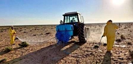 Tunisie – Médenine : Lutte contre les larves des crickets pèlerins
