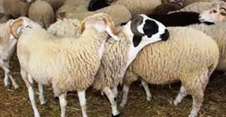 Tunisie – Délimitation du prix de référence des moutons de l’Aïd Al Adha