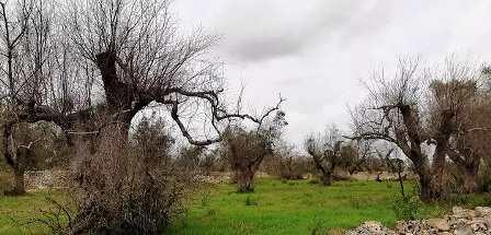 Tunisie – Les oliveraies de Tunisie sous la menace d’un dangereux ravageur qui sévit en Italie:...