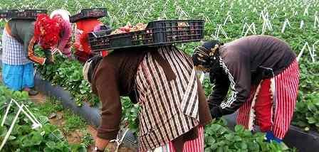 Tunisie – 92% des ouvrières agricoles ne bénéficient pas de couverture sociale
