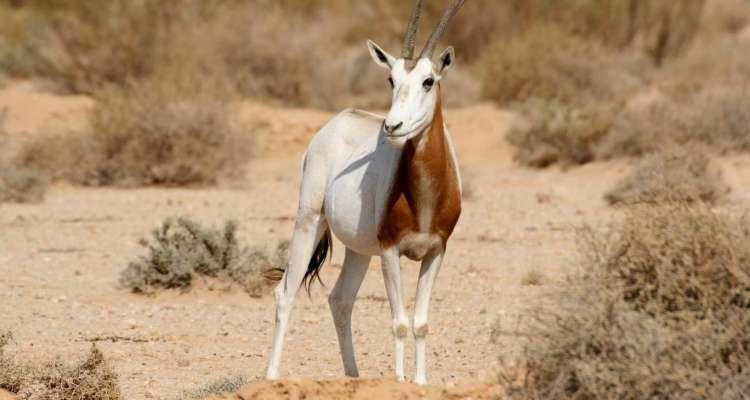 Ouverture d’une enquête après la chasse d’une gazelle au parc national de Dghoumès