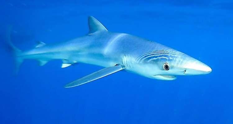 40 espèces de requins dans les eaux tunisiennes : les baigneurs doivent-ils se méfier ?