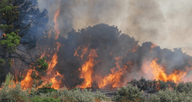 8 hectares ravagés par le feu à la forêt de Maaloula à Tabarka