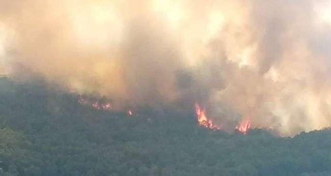 Un incendie se déclare dans la forêt de pin de Ghardimaou