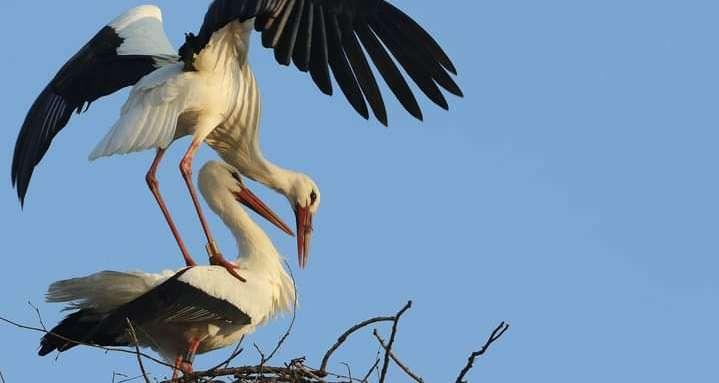 Autour de la Medjerda et ailleurs : Les cigognes sont de retour