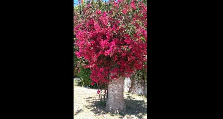 A Carthage, les palmiers morts renaissent en bougainvilliers