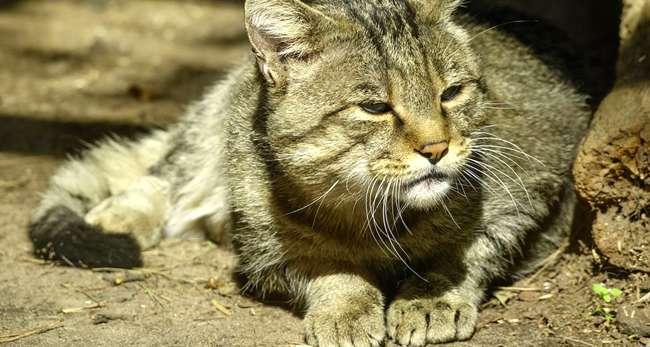 Tunisie : 15 jours de prison avec sursis pour avoir torturé un chat