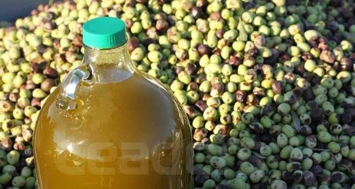 Tunisie - Huile d’olive : 2,3 milliards de dinars de recettes d’’exportations