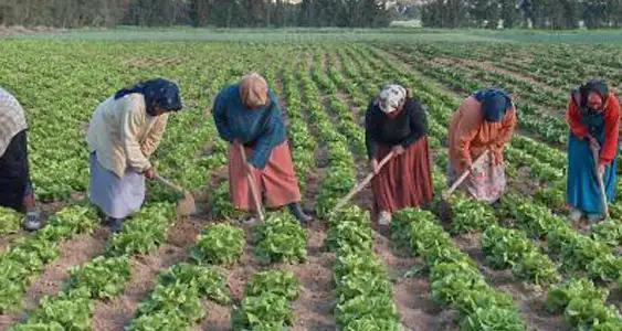 Tunisie : Exonération fiscale de 10 ans pour les ouvrières agricoles