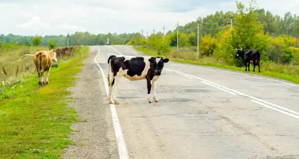 Tunisie - Les animaux en rébellion ? Après le taureau de Sousse, la vache de Bizerte !