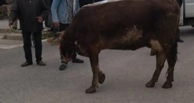 Tunisie - Sousse : Un taureau s’échappe de l’abattoir, un blessé…