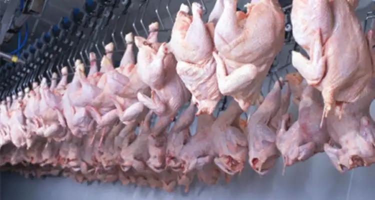 Volaille en Tunisie : 60% de la viande provient d’abattoirs clandestins, alerte Brahim Nefzaoui
