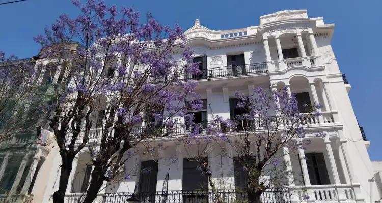 Tunisie - Snapshot : Sur les avenues aux jacarandas en fleurs