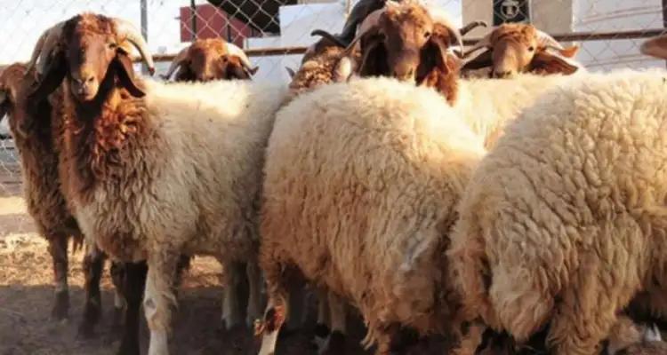 Tunisie - Prix des moutons de l’Aïd : Les bouchers et les agriculteurs en profond désaccord