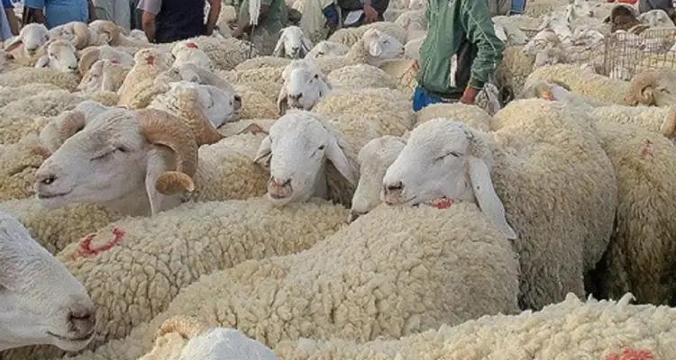 Tunisie : Aid al-Idha prévu pour le 6 juin 2025 selon la Cité des Sciences