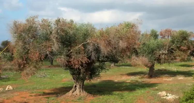 Tunisie : Alerte à la Xylella, la bactérie qui a ravagé 20 millions d’oliviers en Italie