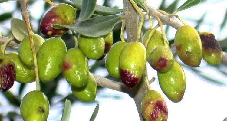 L'or vert en danger : La Tunisie en guerre contre la mouche de l'olive