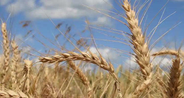 A cause du Sahara occidental, l'Algérie boycotte le blé français