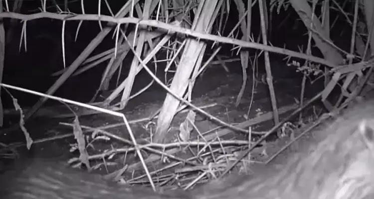 La loutre eurasienne réapparaît en Tunisie : un espoir pour la biodiversité