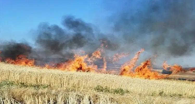 Incendies à Jendouba et Béja : plusieurs hectares de blé et d’orge détruits