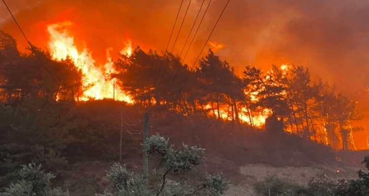 Tunisie: 4800 hectares de forêts ravagés par les flammes en 2023 !