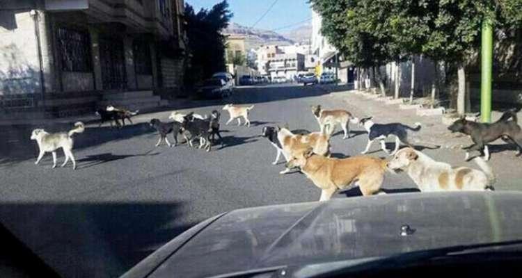 جندوبة: الأهالي يطلقون نداء إستغاثة بسبب داء الكلب